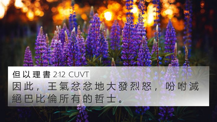 但 以 理 書 2:12 CUVT Bible Verse Image