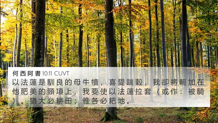何 西 阿 書 10:11 CUVT Bible Verse Image