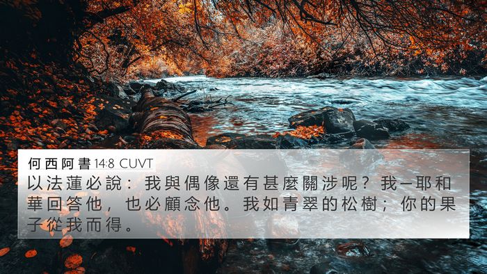 何 西 阿 書 14:8 CUVT Bible Verse Image