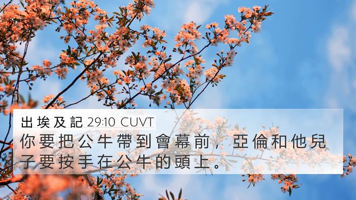 出 埃 及 記 29:10 CUVT Bible Verse Image