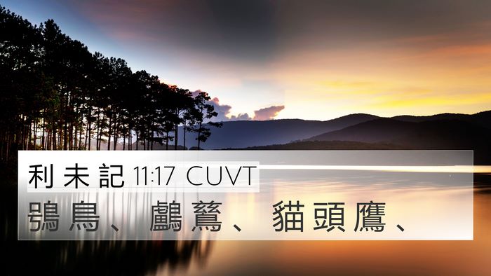 利 未 記 11:17 CUVT 4K Wallpaper - 鴞 鳥 、 鸕 鶿 、 貓 頭 鷹 - 4K Wallpaper Bible Verse