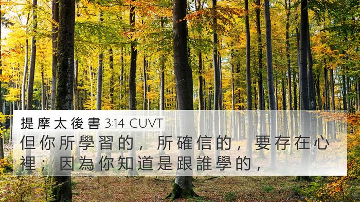 提 摩 太 後 書 3:14 CUVT Bible Verse Image