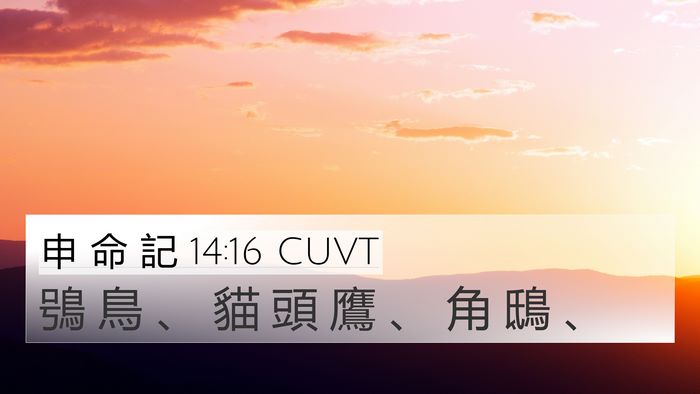 申 命 記 14:16 CUVT 4K Wallpaper - 鴞 鳥 、 貓 頭 鷹 、 角 鴟 - 4K Wallpaper Bible Verse