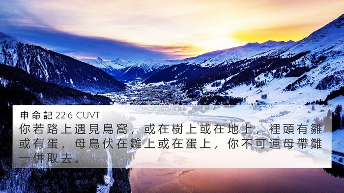 申 命 記 22:6 CUVT 4K Wallpaper - 你 若 路 上 遇 見 鳥 窩 ， 或 在 樹 - 4K Wallpaper Bible Verse