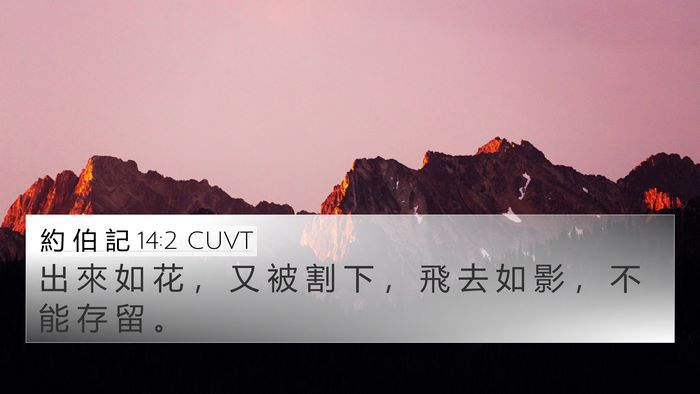 約 伯 記 14:2 CUVT Bible Verse Image