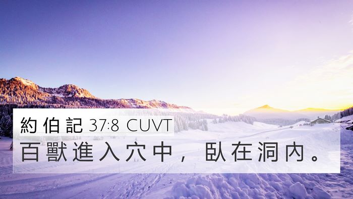 約 伯 記 37:8 CUVT 4K Wallpaper - 百 獸 進 入 穴 中 ， 臥 在 洞 內 - 4K Wallpaper Bible Verse