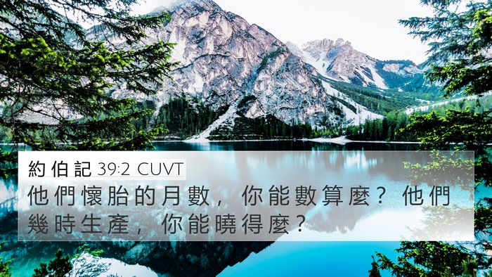 約 伯 記 39:2 CUVT 4K Wallpaper - 他 們 懷 胎 的 月 數 ， 你 能 數 算 - 4K Wallpaper Bible Verse