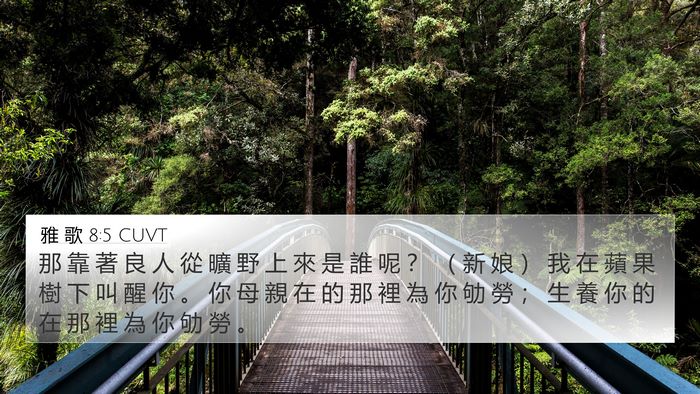 雅 歌 8:5 CUVT Bible Verse Image