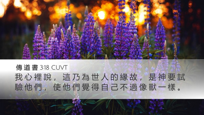 傳 道 書 3:18 CUVT Desktop Wallpaper - 我 心 裡 說 ， 這 乃 為 世 人 的 緣 - Desktop Bible Verse Wallpaper