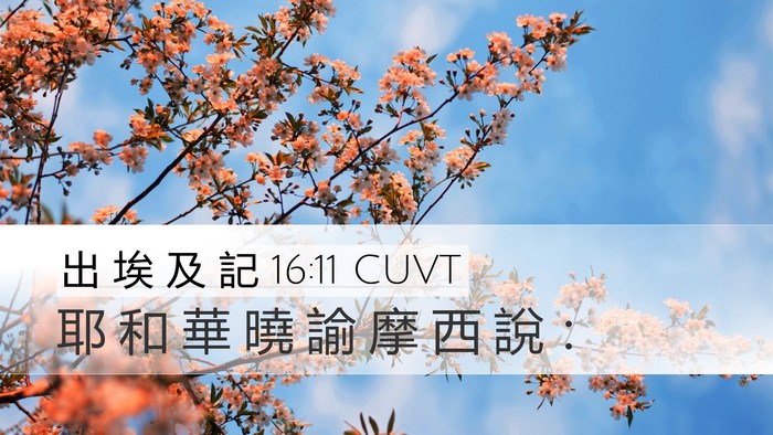 出 埃 及 記 16:11 CUVT Desktop Wallpaper - 耶 和 華 曉 諭 摩 西 說 - Desktop Bible Verse Wallpaper
