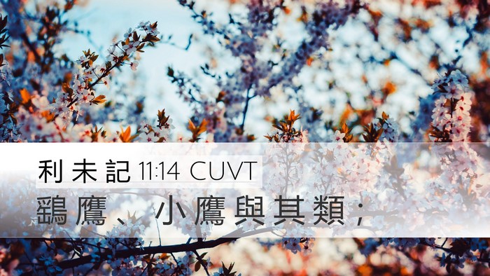 利 未 記 11:14 CUVT Desktop Wallpaper - 鷂 鷹 、 小 鷹 與 其 類 - Desktop Bible Verse Wallpaper