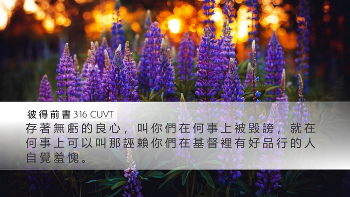 彼 得 前 書 3:16 CUVT Bible Verse Image