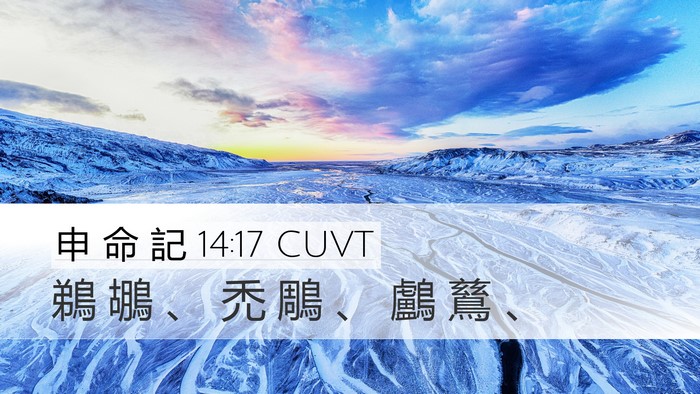 申 命 記 14:17 CUVT Desktop Wallpaper - 鵜 鶘 、 禿 鵰 、 鸕 鶿 - Desktop Bible Verse Wallpaper