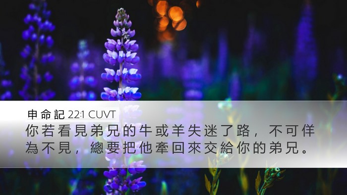 申 命 記 22:1 CUVT Bible Verse Image