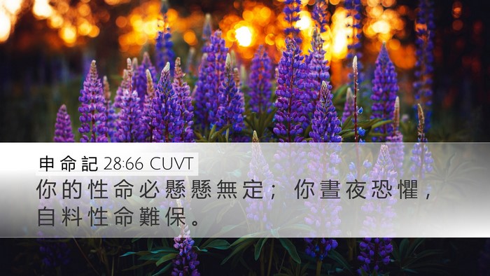 申 命 記 28:66 CUVT Desktop Wallpaper - 你 的 性 命 必 懸 懸 無 定 ； 你 晝 - Desktop Bible Verse Wallpaper