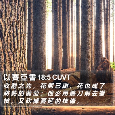 以 賽 亞 書 18:5 CUVT Bible Verse Image