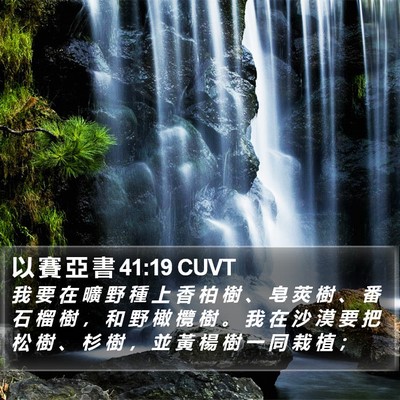 以 賽 亞 書 41:19 CUVT Bible Verse Image
