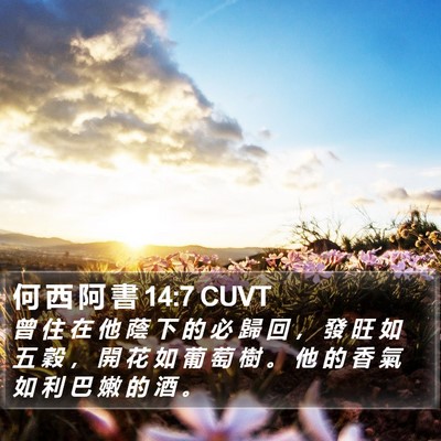何 西 阿 書 14:7 CUVT Bible Verse Image