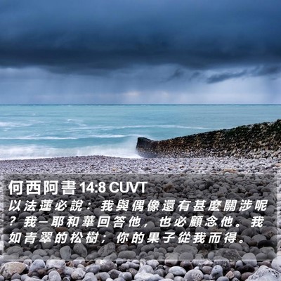 何 西 阿 書 14:8 CUVT Bible Verse Image