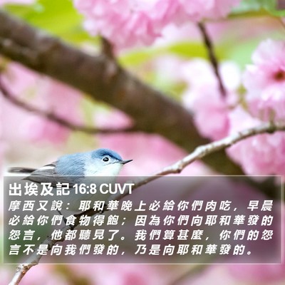 出 埃 及 記 16:8 CUVT Bible Verse Image
