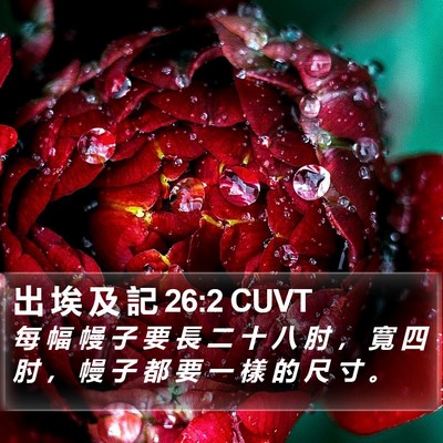 出 埃 及 記 26:2 CUVT Bible Verse Image