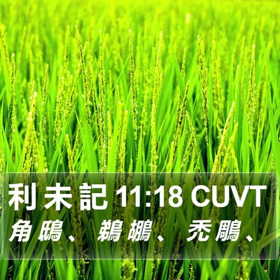 利 未 記 11:18 CUVT Bible Verse Image