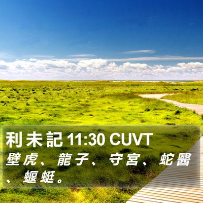 利 未 記 11:30 CUVT Bible Verse Image