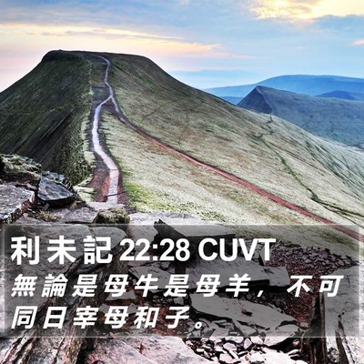 利 未 記 22:28 CUVT Bible Verse Image