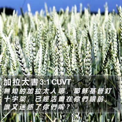 加 拉 太 書 3:1 CUVT Bible Verse Image