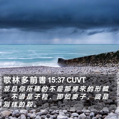 歌 林 多 前 書 15:37 CUVT Bible Verse Image