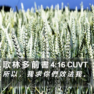 歌 林 多 前 書 4:16 CUVT Bible Verse Image