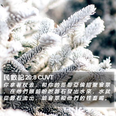 民 數 記 20:8 CUVT Bible Verse Image