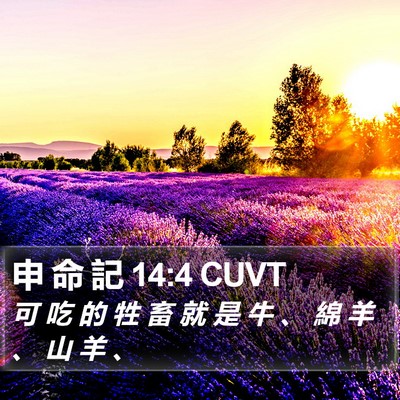 申 命 記 14:4 CUVT Bible Verse Image