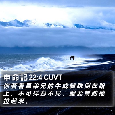 申 命 記 22:4 CUVT Bible Verse Image