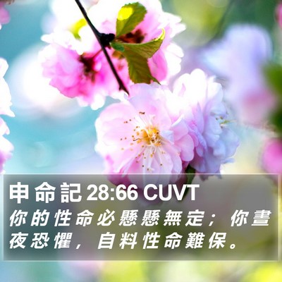 申 命 記 28:66 CUVT Bible Verse Image