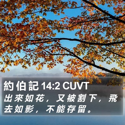 約 伯 記 14:2 CUVT Bible Verse Image