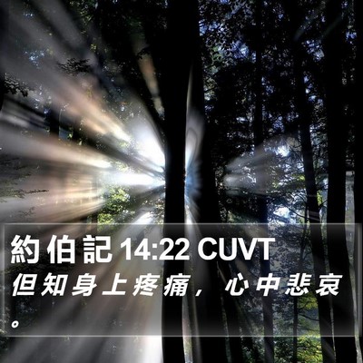 約 伯 記 14:22 CUVT Bible Verse Image