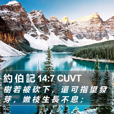 約 伯 記 14:7 CUVT Bible Verse Image