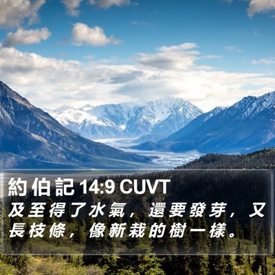 約 伯 記 14:9 CUVT Bible Verse Image