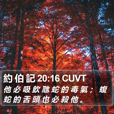 約 伯 記 20:16 CUVT Bible Verse Image