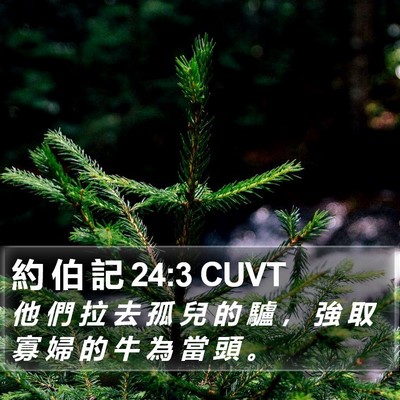 約 伯 記 24:3 CUVT Bible Verse Image