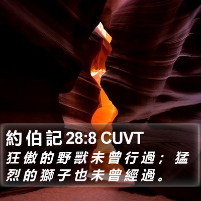 約 伯 記 28:8 CUVT Bible Verse Image