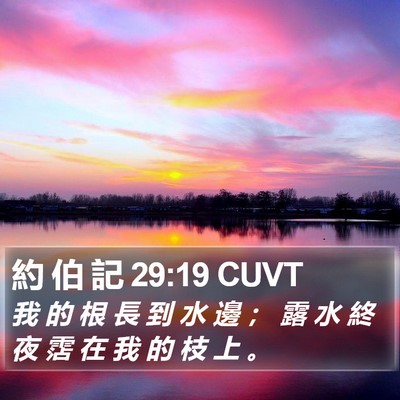 約 伯 記 29:19 CUVT Bible Verse Image