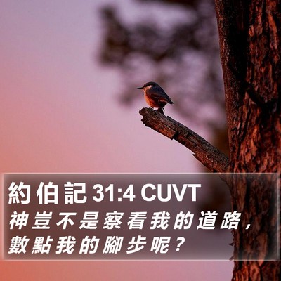 約 伯 記 31:4 CUVT Bible Verse Image