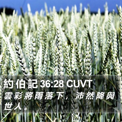 約 伯 記 36:28 CUVT Bible Verse Image