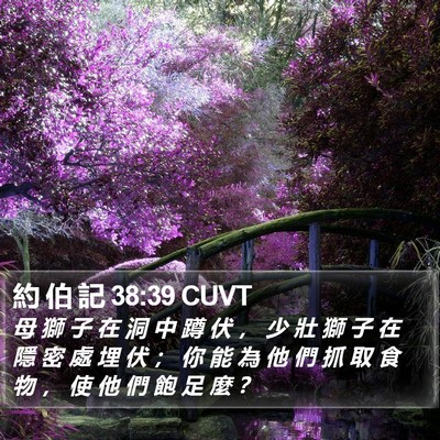 約 伯 記 38:39 CUVT Bible Verse Image