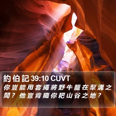 約 伯 記 39:10 CUVT Bible Verse Image