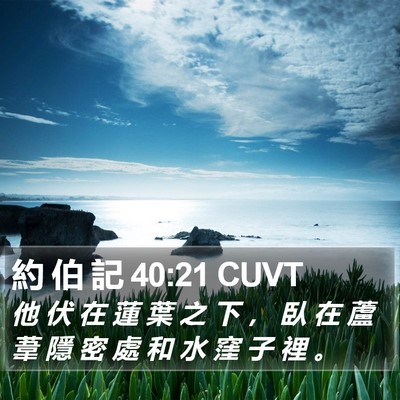 約 伯 記 40:21 CUVT Bible Verse Image