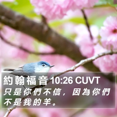 約 翰 福 音 10:26 CUVT Bible Verse Image