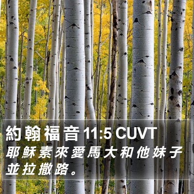 約 翰 福 音 11:5 CUVT Bible Verse Image